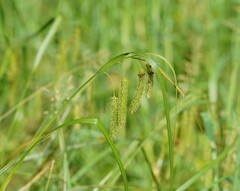 Carex fascicularis