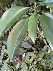 Rhaphidophora hongkongensis
