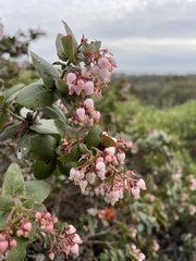 Arctostaphylos pajaroensis