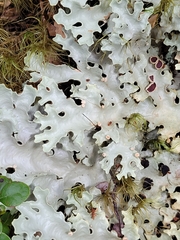 Pseudocyphellaria glabra