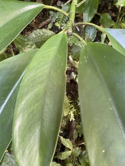 Rhaphidophora hongkongensis