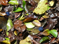 Memecylon umbellatum