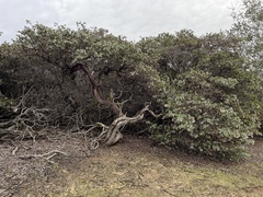 Arctostaphylos pajaroensis