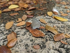 Luthrodes pandava