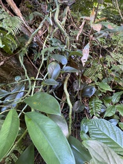 Rhaphidophora hongkongensis