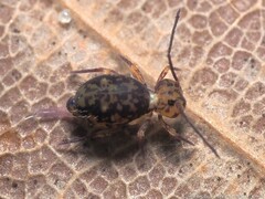 Ptenothrix