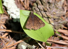 Erynnis juvenalis