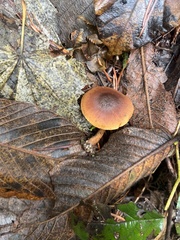 Cortinarius croceus