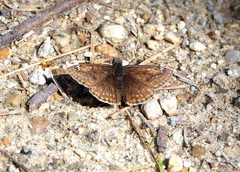 Erynnis juvenalis