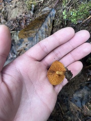 Cortinarius croceus