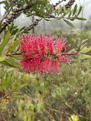 Melaleuca citrina
