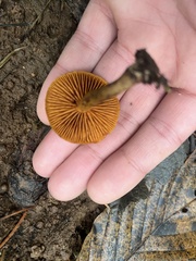 Cortinarius croceus
