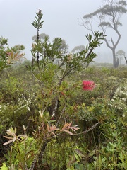 Melaleuca citrina