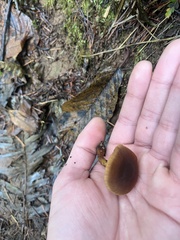 Cortinarius croceus
