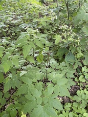 Osmorhiza longistylis