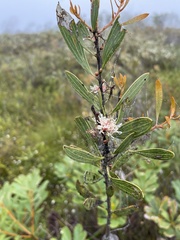 Hakea dactyloides