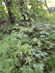 Osmorhiza longistylis
