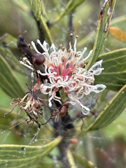 Hakea dactyloides