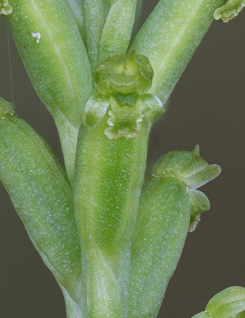 Microtis gracilenta