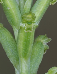 Microtis gracilenta