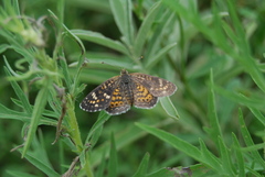 Phyciodes