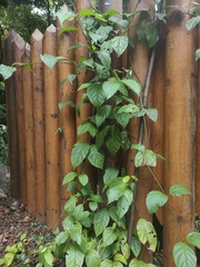 Banisteriopsis caapi