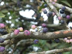 Memecylon umbellatum