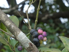 Memecylon umbellatum