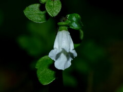 Scutellaria novae-zelandiae