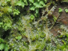 Lophocolea heterophylla