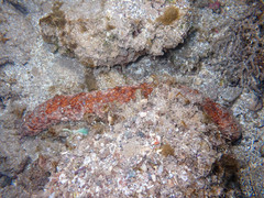 Holothuria fuscocinerea