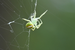 Araneus circulissparsus