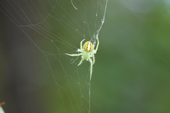 Araneus circulissparsus