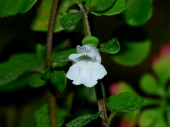 Scutellaria novae-zelandiae