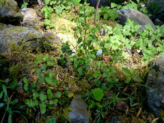 Scutellaria novae-zelandiae