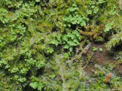 Lophocolea heterophylla