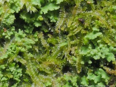 Lophocolea heterophylla