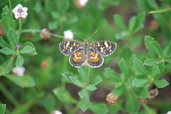 Phyciodes