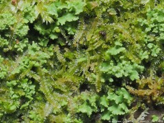 Lophocolea heterophylla