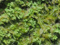 Lophocolea heterophylla