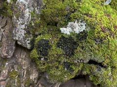 Leptochidium albociliatum