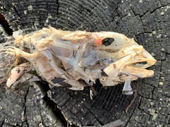 Myoxocephalus polyacanthocephalus