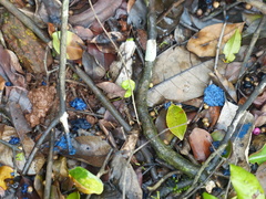 Memecylon umbellatum