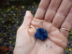 Memecylon umbellatum