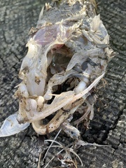 Myoxocephalus polyacanthocephalus