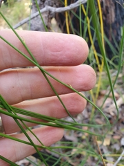 Xanthosia atkinsoniana