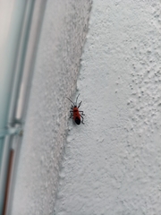 Oncopeltus nigriceps