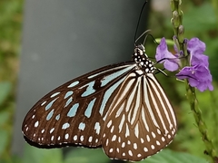 Ideopsis vulgaris