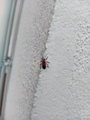 Oncopeltus nigriceps