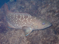 Mycteroperca rosacea